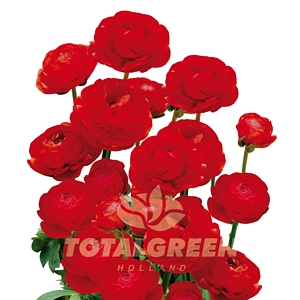 Peony Red Bulb Kit